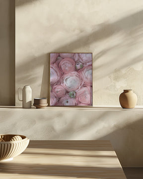 Subdued blush ranunculus Poster