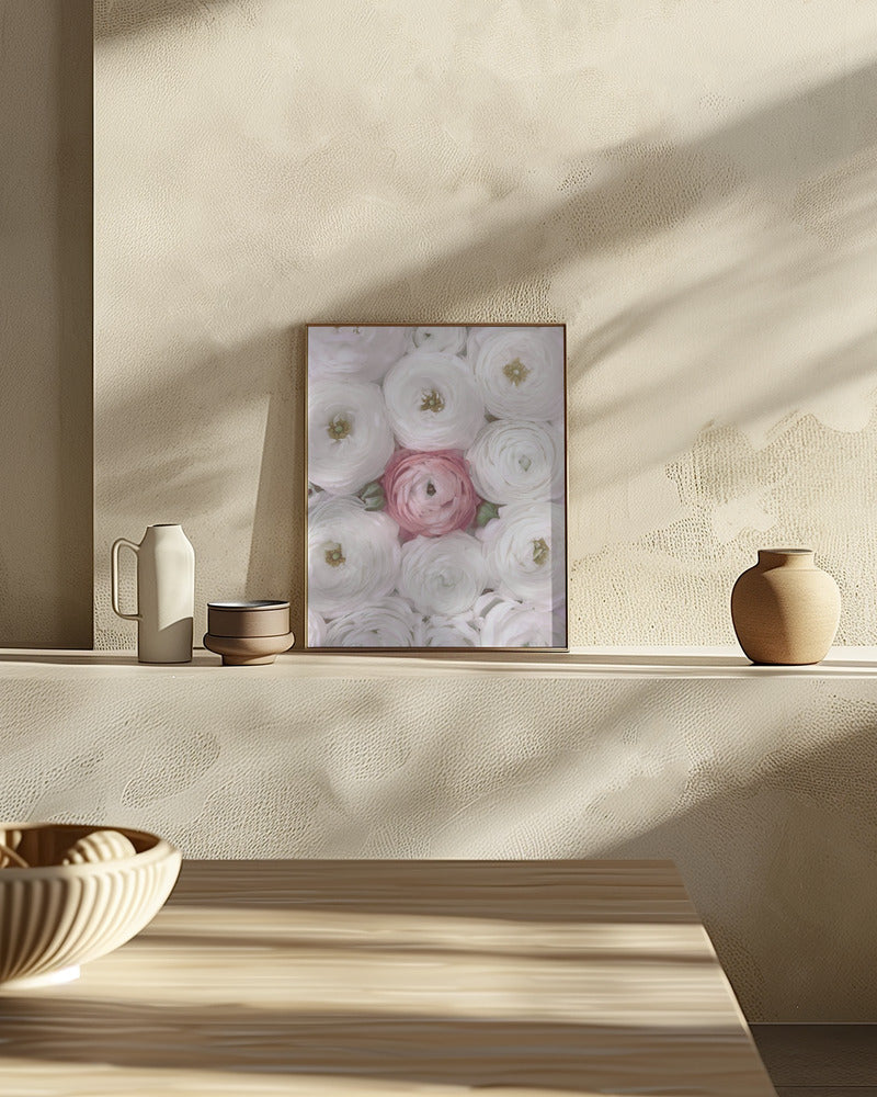 Singular ranunculus in blush Poster