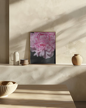 Pink peony V Poster