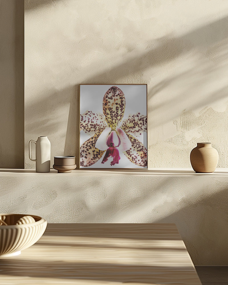 Coral Orchid Poster