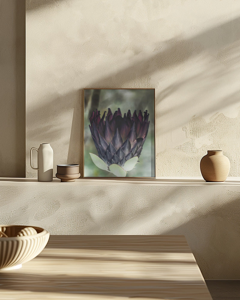 King Protea 01 Poster