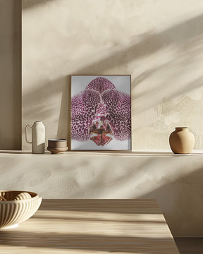 Leopard Orchid Poster