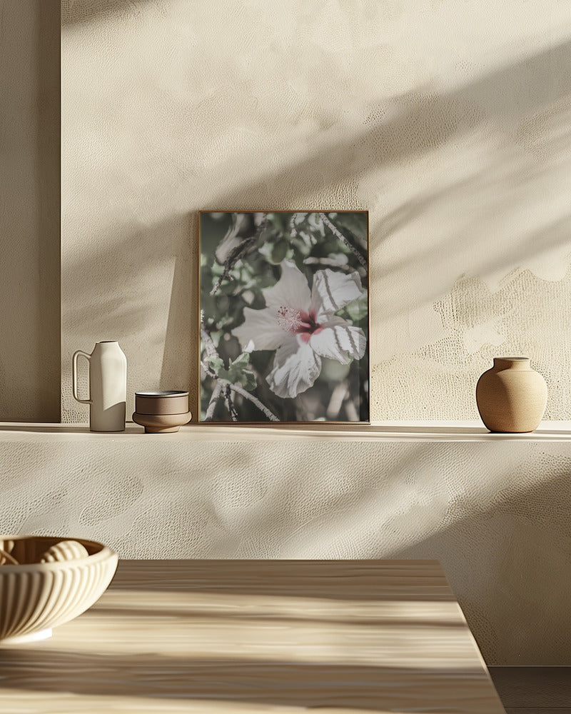 Pale Pink Hibiscus Poster