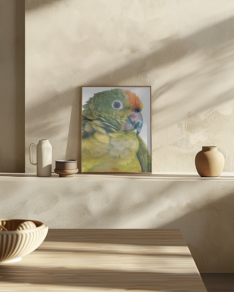 Parrot Poster