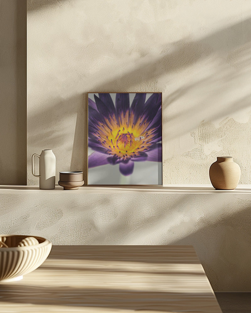 Water Lilly Poster