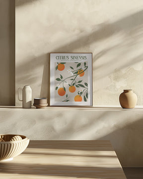 Citrus Sinensis - Orange Poster