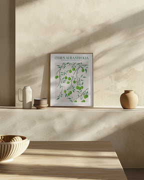 Citrus Aurantifolia - Lime Poster