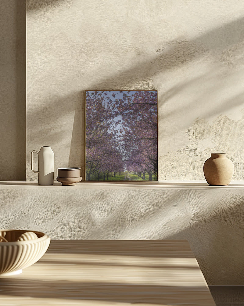 Idyllic cherry blossom trail Poster