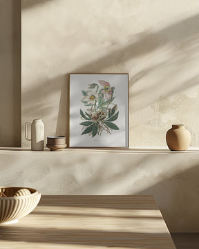 Christmas Rose (helleborus Niger)  Medical Botany Poster