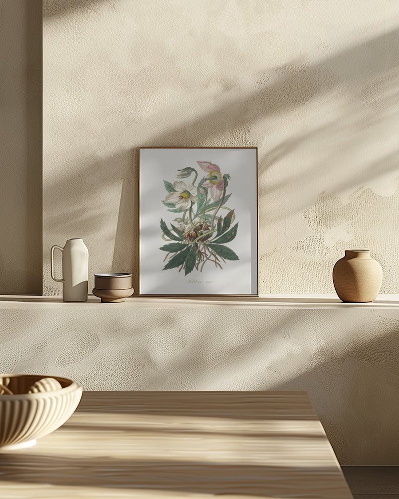 Christmas Rose (helleborus Niger)  Medical Botany Poster