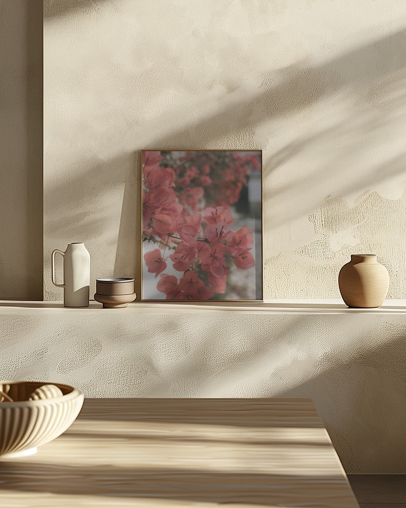 Pink Bougainvilleas Poster