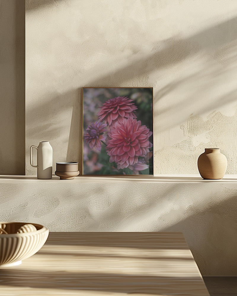 Dark Pink Dhalias Poster