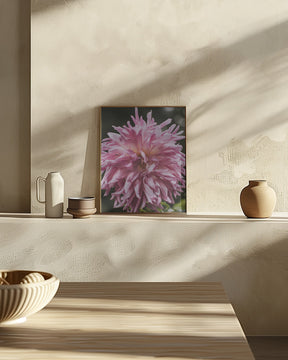 Light Pink Dhalia Poster