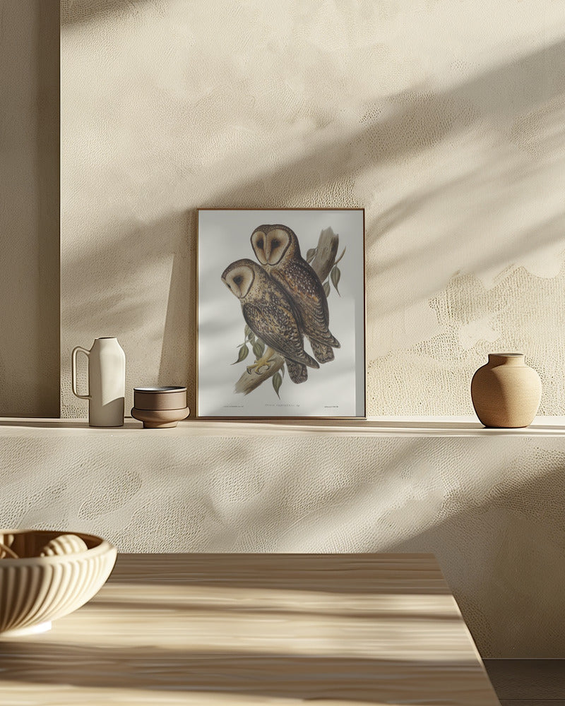 Masked Barn Owl Poster