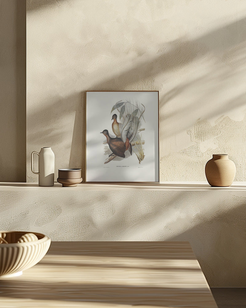 Albert Lyre Bird Poster