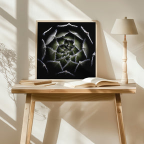 Sempervivum Rosette Poster