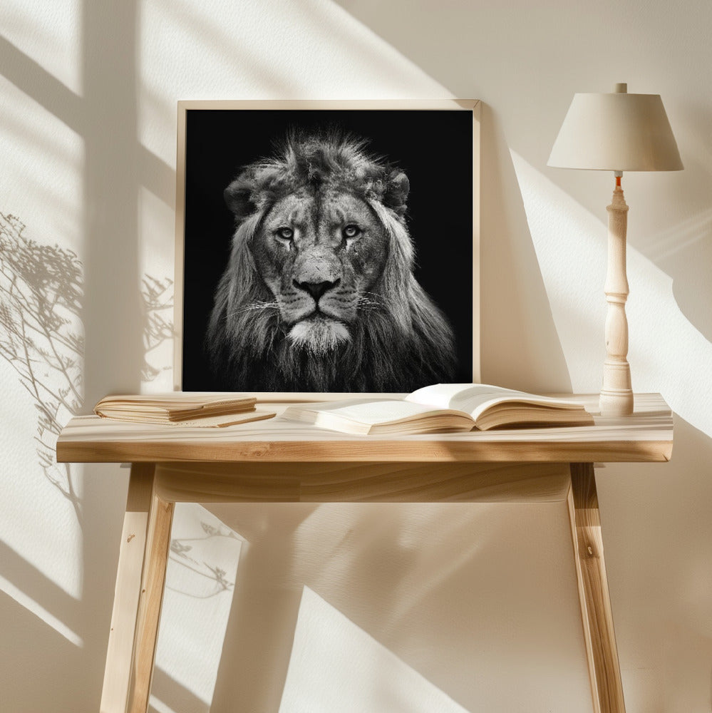 Young Male Lion Poster