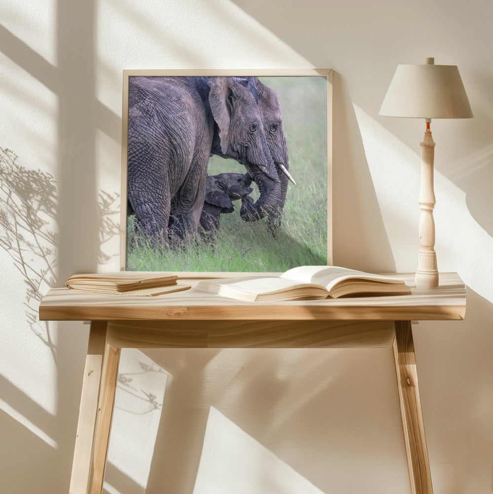 Elephant Family Poster