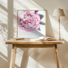 Pink peony III Poster