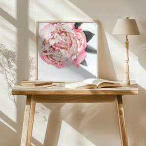 Blush peony III Poster