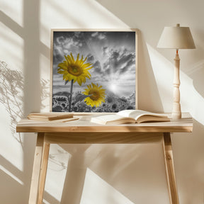 Focus on two sunflowers Poster