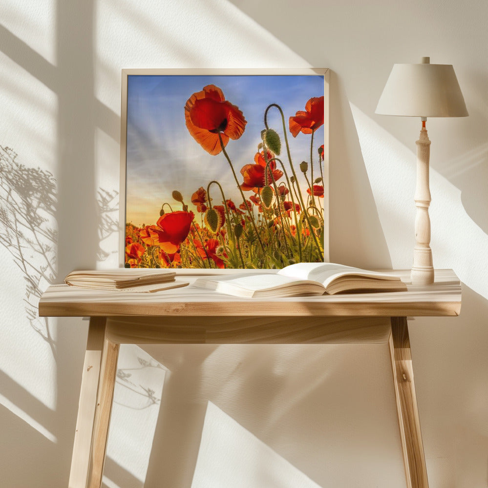 Fascinating poppies Poster