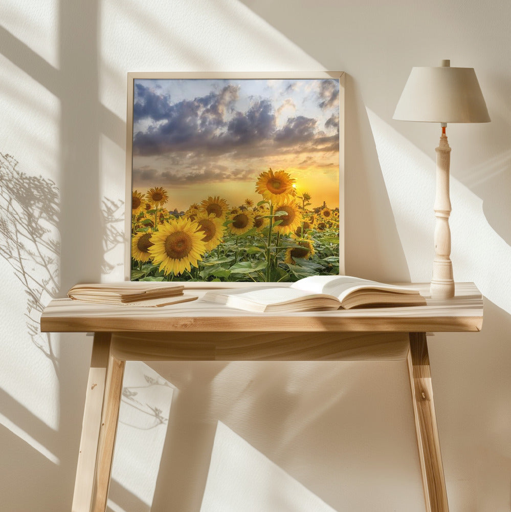 Sunflowers in the evening Poster