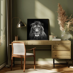 Young Male Lion Poster