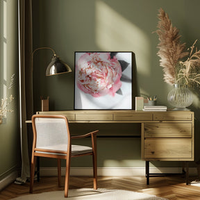 Blush peony III Poster