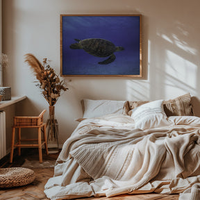 Green turtle in the blue Poster