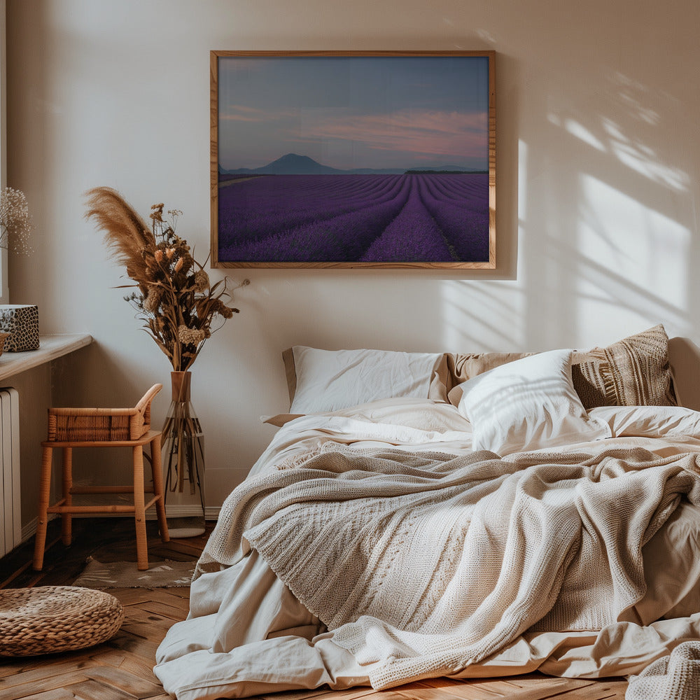 Lavender field Poster