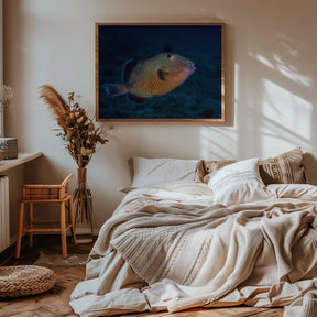 Blue triggerfish Poster