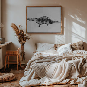 White and turtle Poster