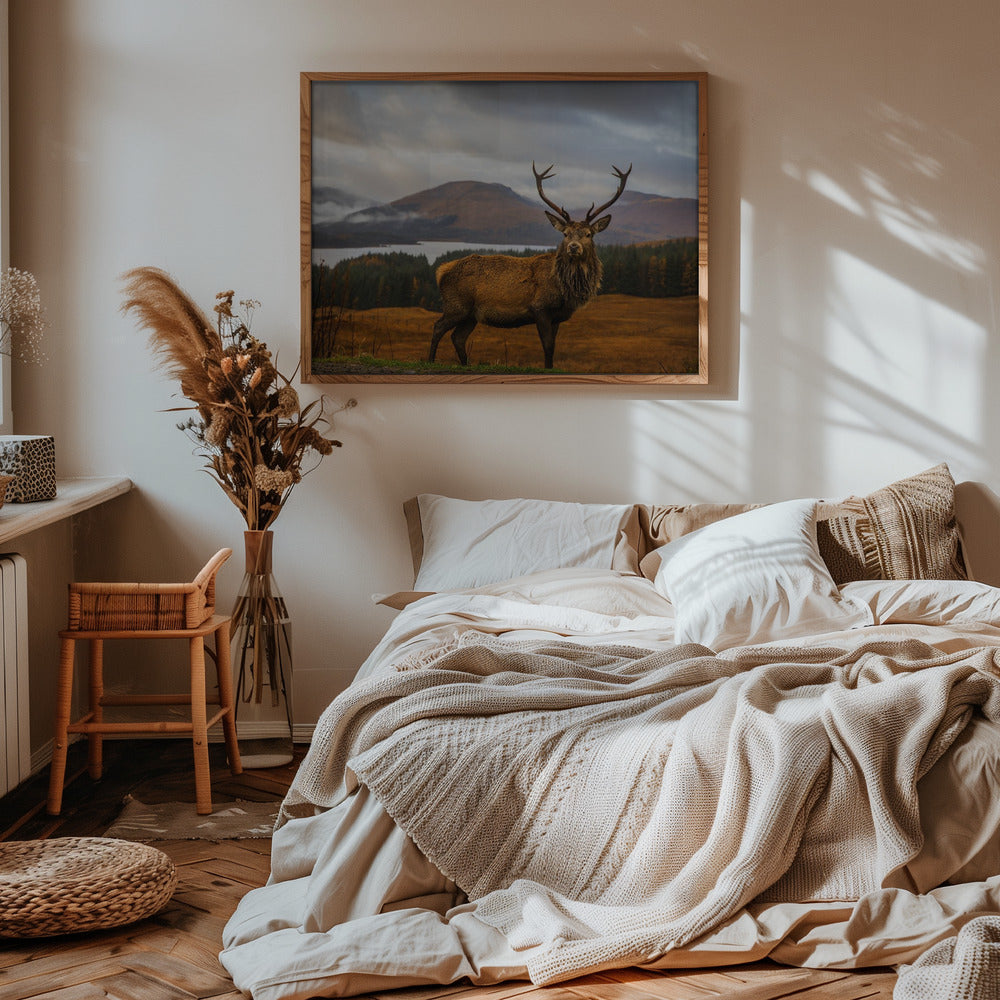 Scottish Stag Poster