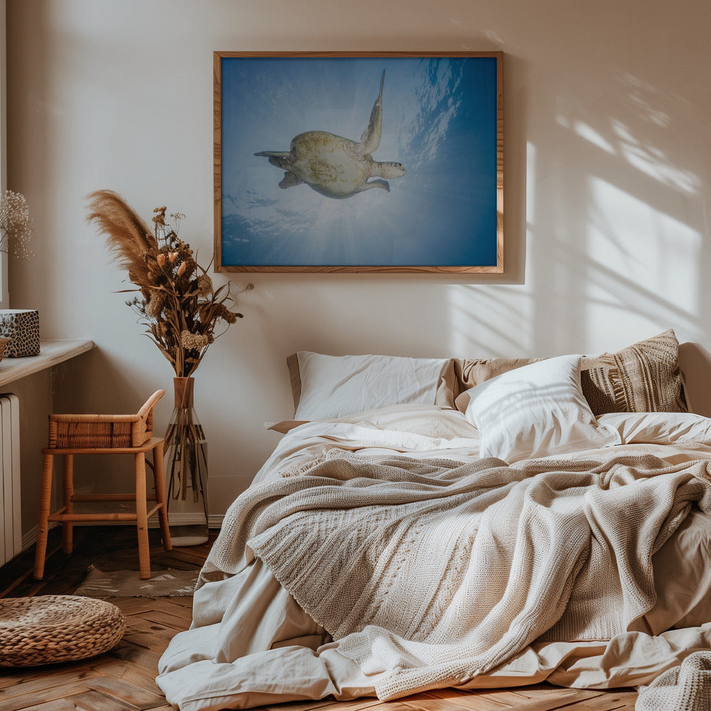 Sea Turtle - Green turtle Poster