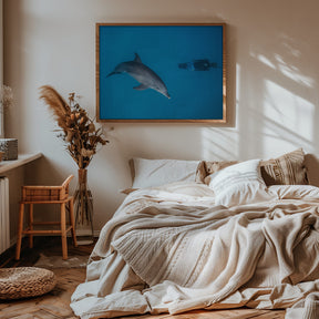 Dolphin and freediver Poster