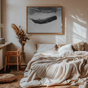 Sperm whale Poster