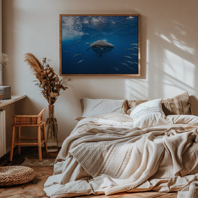 Whale shark escorted by a school of bonito Poster