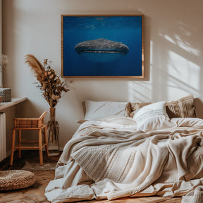 Face to Face with a whale shark Poster