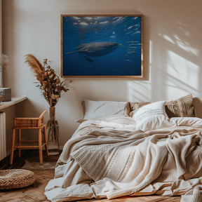 Tuna Shoal and whale shark Poster