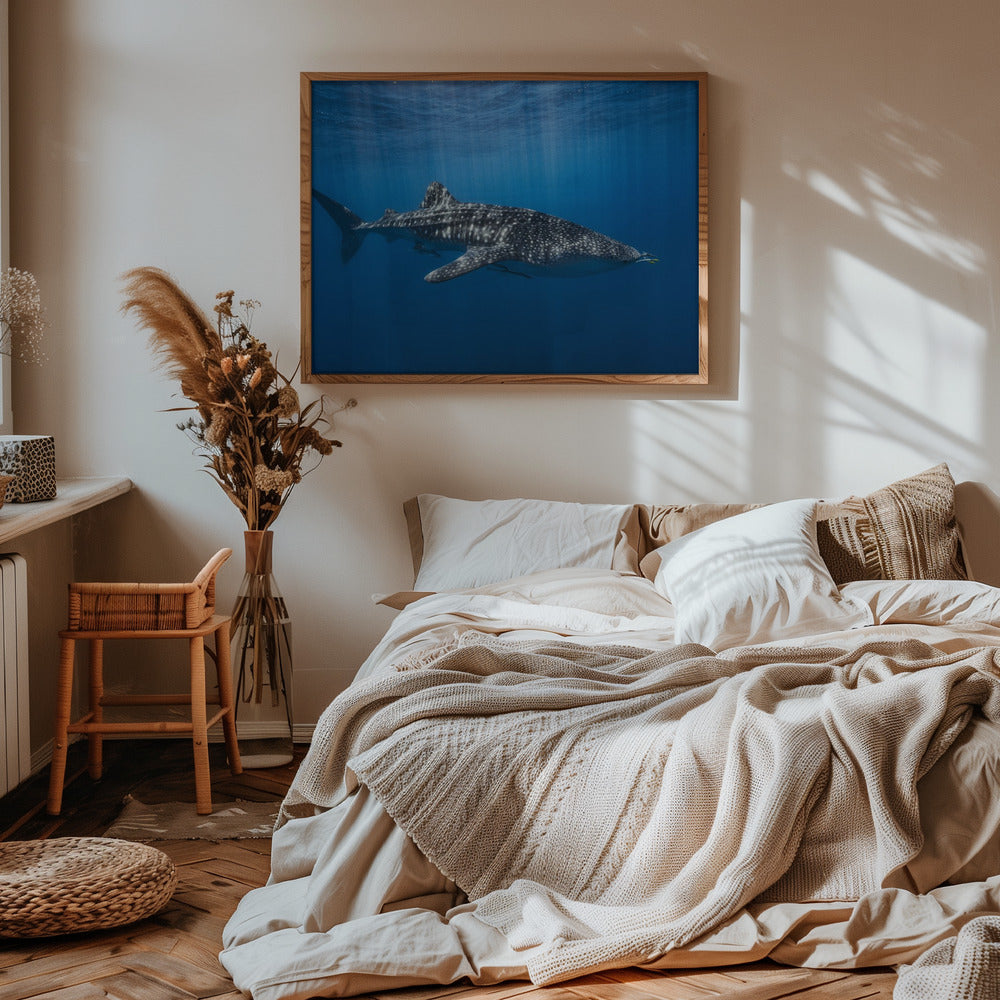 Whale shark in the blue Poster