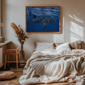 Whale shark : The biggest fish of the world Poster