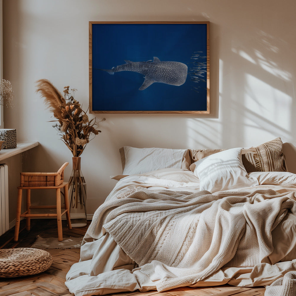 Whale shark and Tuna shoal Poster