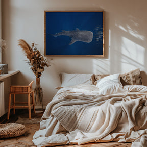 Whale shark and Tuna shoal Poster