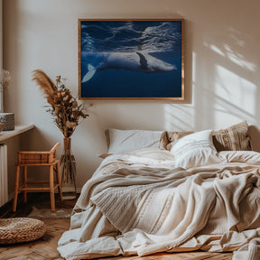 On the surface of the water: a humpback whale Poster