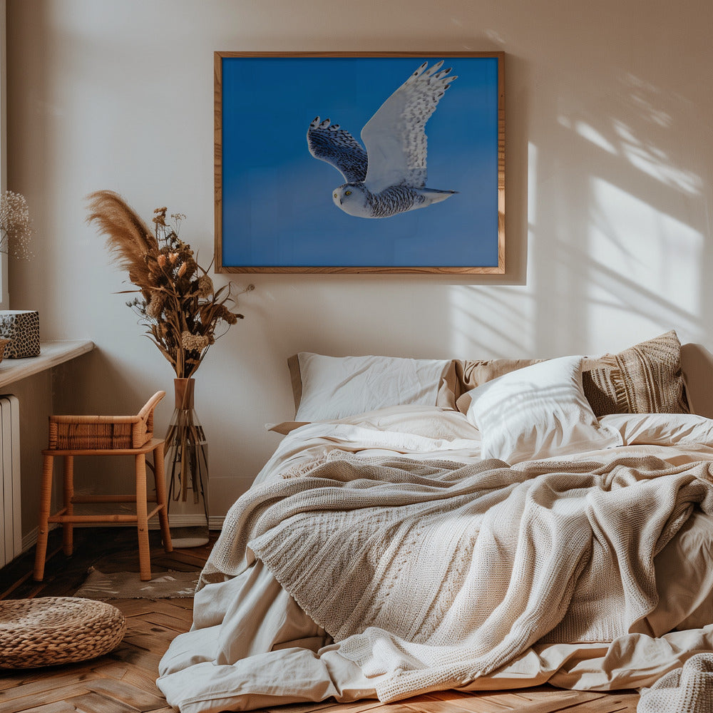 Snow Owl Poster