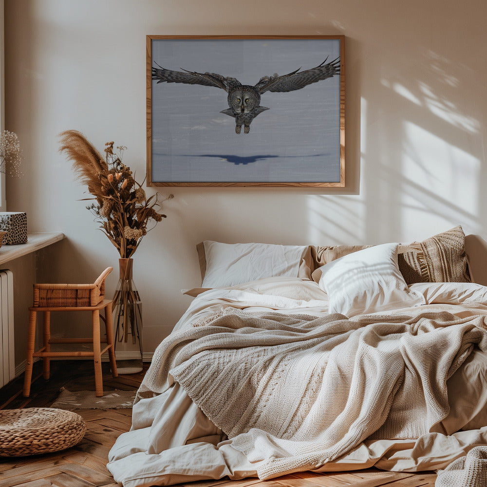 Great Grey Owl in Flight Poster