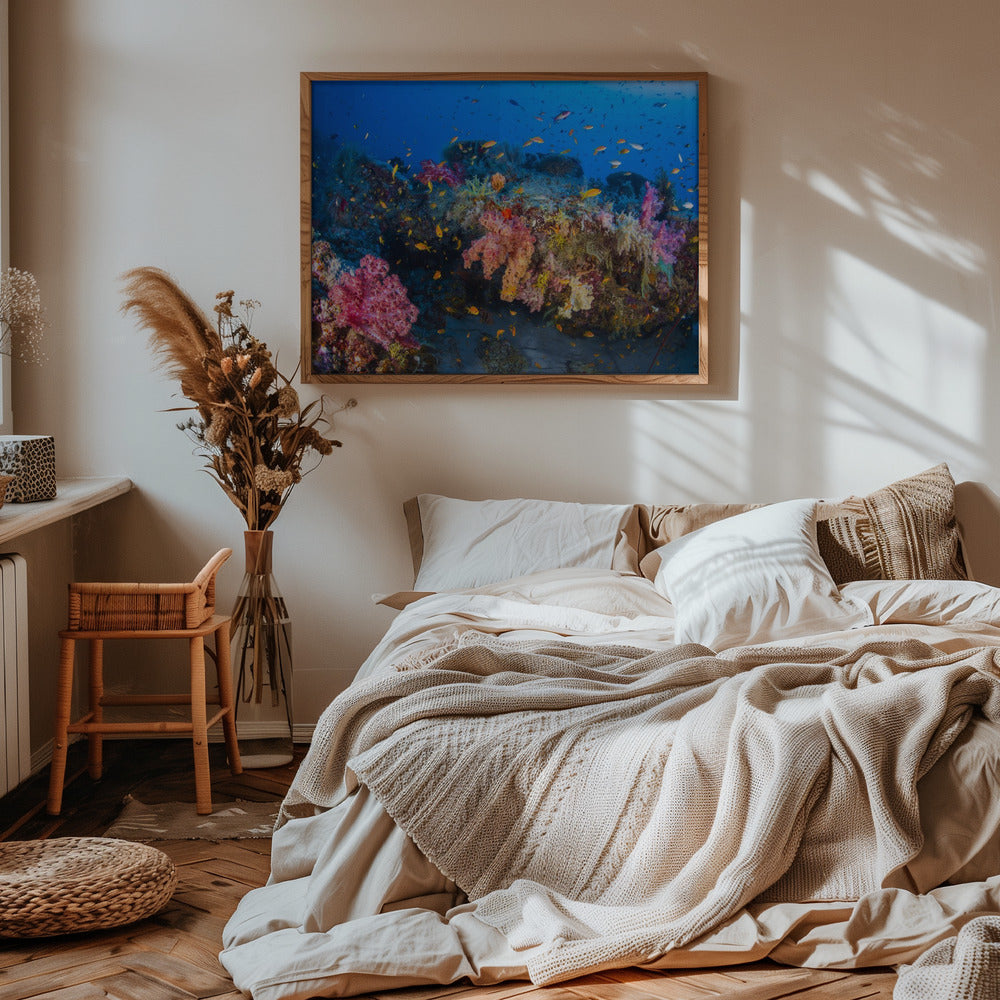 Colors of Soft Coral Poster