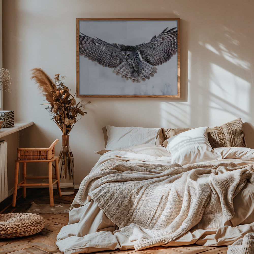 Great Grey Owl in Flight Poster