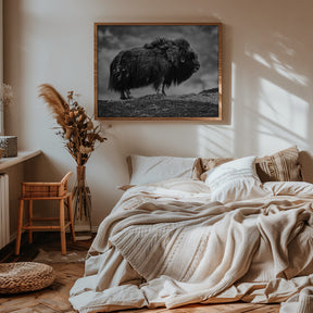 male Musk ox Poster